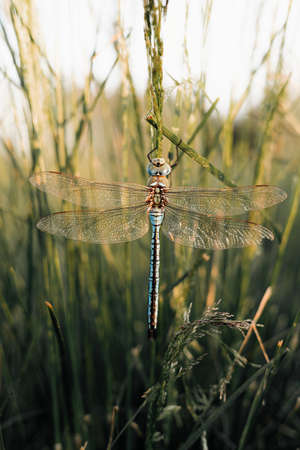 Dragonfly sitting on a blade of grass. Beautiful dragonfly in nature.の写真素材