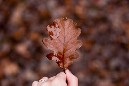 A woman's hand holds a brown oak leaf in the autumn forest.