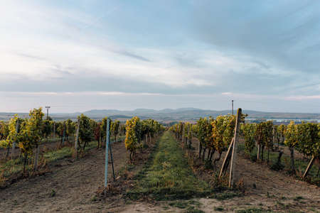 Vineyards in Tuscany, Italy. Vineyards at sunset.の写真素材