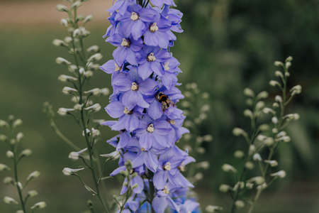 Blue delphinium flower with a bumblebee on itの写真素材