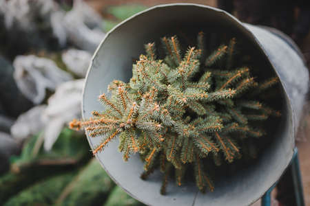 Close-up of small cactus in a pot. Selective focus.の写真素材