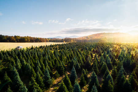 Aerial view of a pine forest in autumn. Beautiful landscape with coniferous trees in the foreground.の写真素材