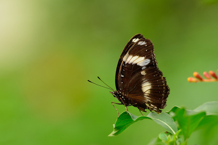 Butterfly in Dierenpark Emmen with a green background