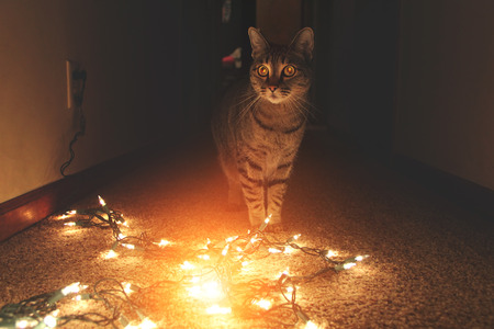 Cat surprised by the glowing Christmas lightsの写真素材