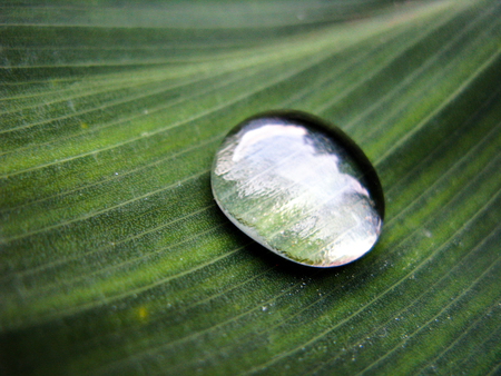 Water drop on green leaf closeup