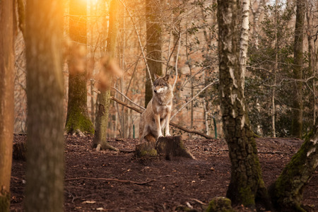 A pack of wolves in the forestの写真素材