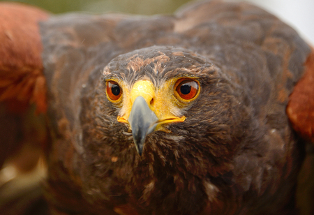Hawk portraitの写真素材