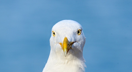 Portrait of a Seagull closeup on blue backgroundの写真素材
