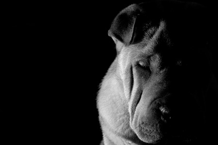 Sharpei 5 monthの写真素材