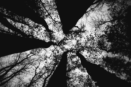 Tree tops in the sky shot in black and whiteの写真素材