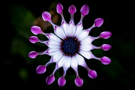 Soprano Lilac Spoon (Osteospermum) flower, African Daisy, against natural backgroundの写真素材