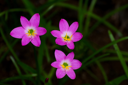 Three Pink Flowerの写真素材