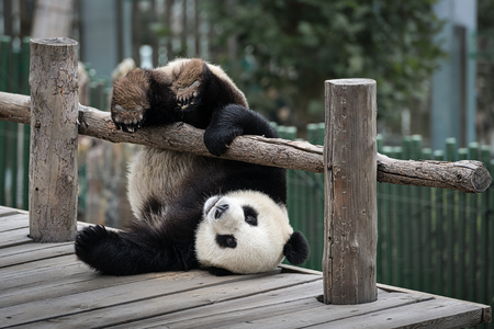 Little Panda is played near the wooden fence