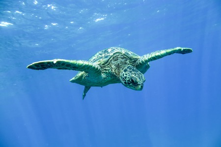 Turtle in the ocean under water