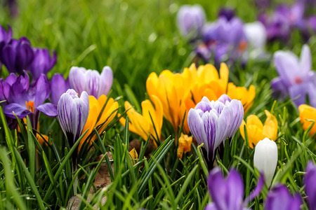 Crocus lawn