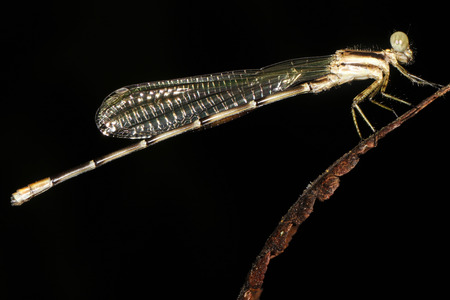Damselflies are insects of suborder Zygoptera in the order Odonata. They are similar to dragonflies,...