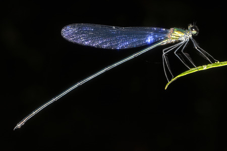 Damselflies are insects of suborder Zygoptera in the order Odonata.の写真素材