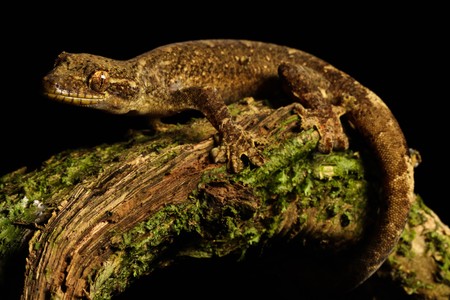 Thecadactylus is a gekko genus from the tropical Americas. They are known as the turnip-tailed...