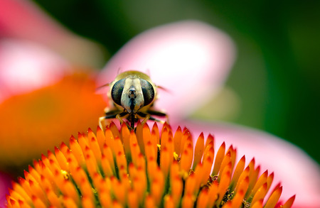 Spring single daisy flower and bee
