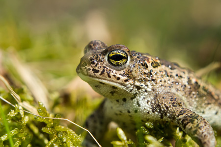 Natterjack toadの写真素材