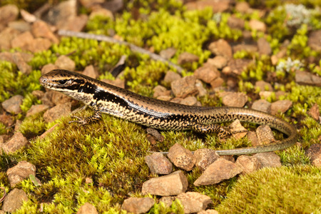 The Sand Lizardの写真素材