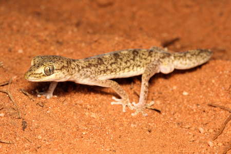 Lizard on the sandの写真素材