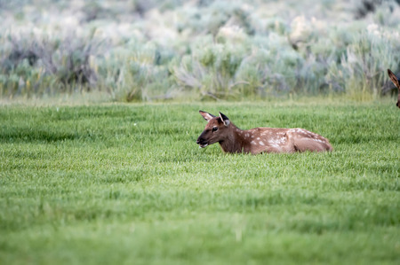 Baby elk laying in the grassの写真素材