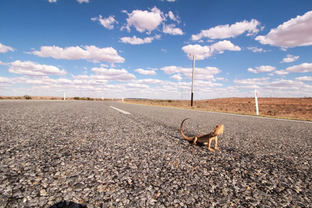 Pogona vitticeps, the central bearded dragon, is a species of agamid lizard occurring in a wide range of arid to semiarid regions of Australia.の写真素材