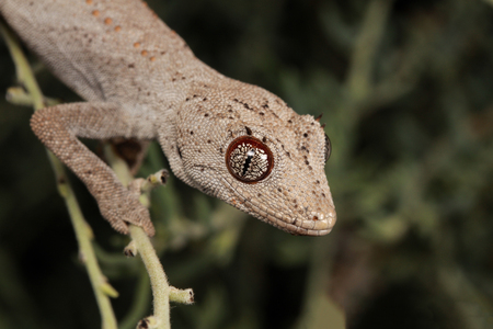 Photo of Strophurus ciliaris is a - ID:1-58712391 - Royalty Free Image ...