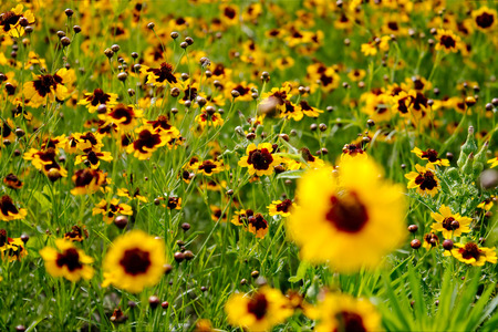 Flowerbed with many flowers yellow rudbeckia, horizontal orientation.