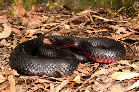 The red-bellied black snake is a species of elapid snake native to eastern Australia. Though its venom is capable of causing significant morbidity, a bite from it is not generally fatal.の写真素材