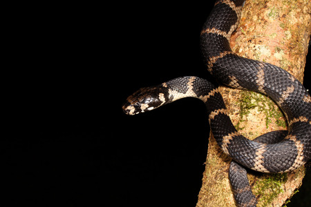 Hoplocephalus is a genus of snakes in the Elapidae family.の写真素材