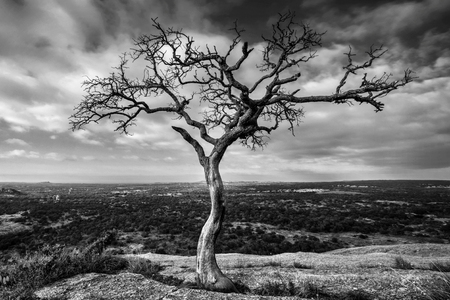 lonely tree waiting for the stormの写真素材