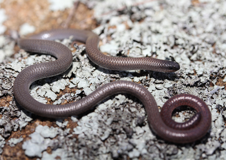 The pink-tailed worm-lizard (Aprasia parapulchella) is a rare legless lizard found in Australia. The...