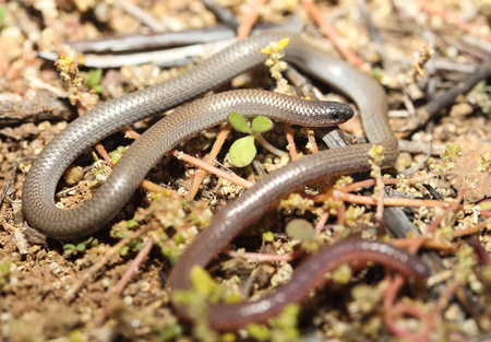 The pink-tailed worm-lizard (Aprasia parapulchella) is a rare legless lizard found in Australia. The animal looks like a combination of small snake and worm. The total length is up to 14 cm long.の写真素材