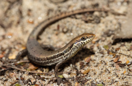 Carlia dogare is a species of saurians of the family of Cophoscincopus. This species is endemic to...
