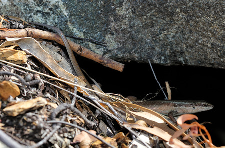 Carlia longipes is a species of saurians of the family of Cophoscincopus. This species is endemic to North-eastern Queensland in Australia.の写真素材