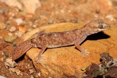 Diplodactylus tessellatus is a species of gecko in the family Diplodactylidae. This nocturnal gecko is relatively stocky, with a short tail and massive and scales is apparent.の写真素材
