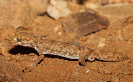 Diplodactylus tessellatus is a species of gecko in the family Diplodactylidae. This nocturnal gecko is relatively stocky, with a short tail and massive and scales is apparent.の写真素材