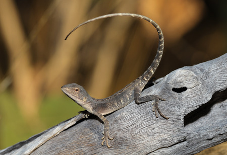 Diporiphora magna is a species of saurians of the family of Agamidae. This species is endemic to Australia. It occurs in the Kimberley, Western Australia, Northern Northern Territory.の写真素材