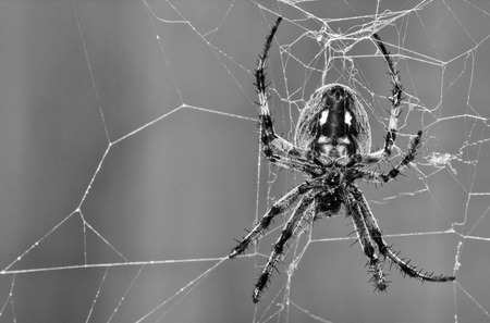 Big spider and webの写真素材