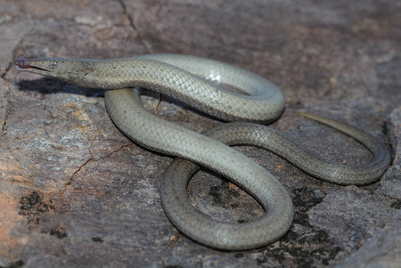Burton's legless lizard (Lialis burtonis) is a species of pygopodid lizard which means that it lacks...