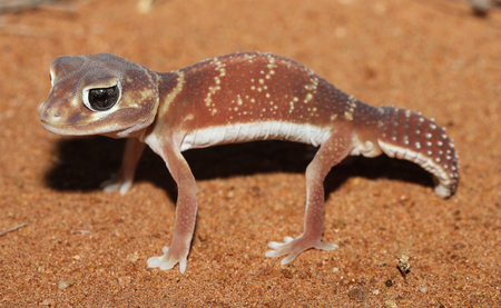 Nephrurus levis is a species of geckos of the family Carphodactylidae.の写真素材