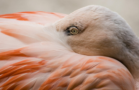 Flamingo clouseupの写真素材