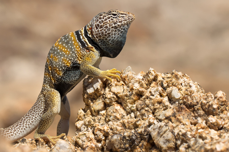 The Great Basin collared lizard, also known as the desert collared lizard or the Mohave black collared lizard is a species of lizard of the Western United States.の写真素材