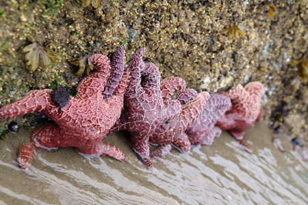 Starfishの写真素材