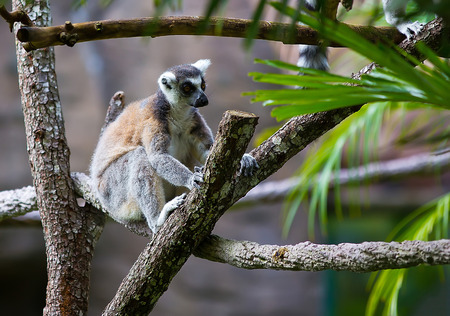 Lemur