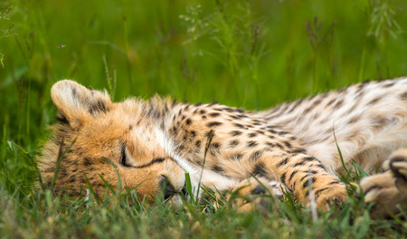 Close-Up Of Baby Leopard Sleeping In Green Grassの写真素材