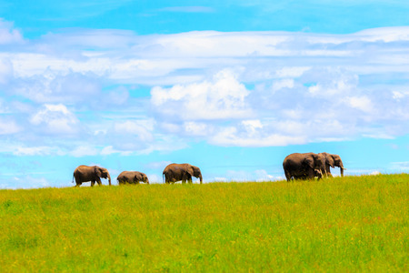 Elephants on green field with skyの写真素材