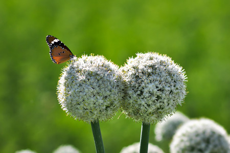 Butterfly sits on a white round flowersの写真素材